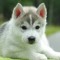 wolfy