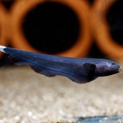 blackghost