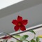 Notedparrot989