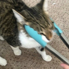秋刀魚