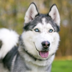 HuskyCat