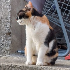 Juli Trifan