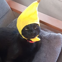 Slut Retrieval Program