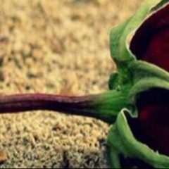 🇸🇾 ‏ᓄgබȷɹ̣