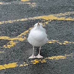 seagullman