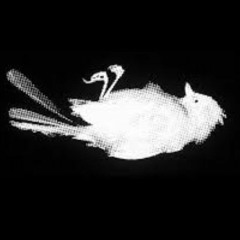 Swan