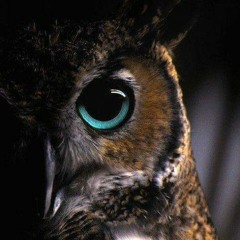 Leonardo Fernandes  Lino Marche