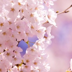-✿-sakura_flower-✿-