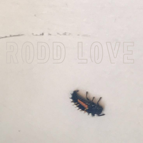 Rodd Love’s avatar