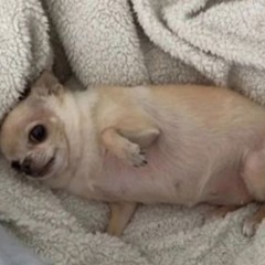 ⧼e⧽⧼c⧽⧼h⧽⧼u⧽