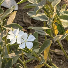 Maha Alfazary