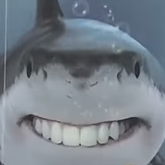 The somethin’ shark with ADHD