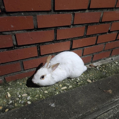 Bunny min’s avatar