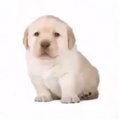 Jonjon