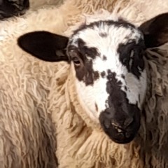 Clodagh