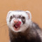 Ratter