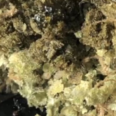 Lu