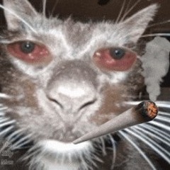 Highcat