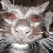 Highcat