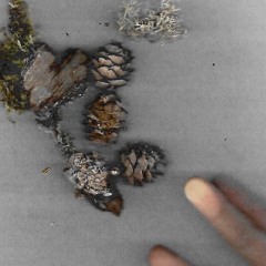 A Symbiotic Symphonic Movement