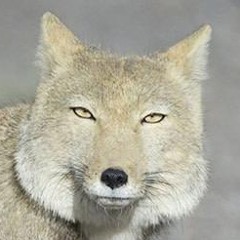 Chepyx123