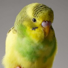 Indybird