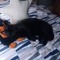 Kitty
