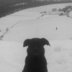 Daniel Mark Williams