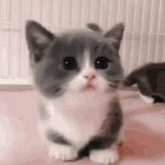 cute galactic kittin