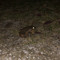 RockFrog