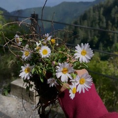 anila aman