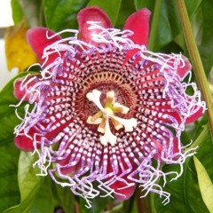 quadrangularix