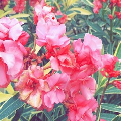 ليلى هلال 💕