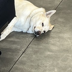 stuck_mane
