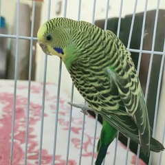 Emy