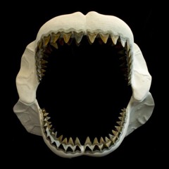 Sharkki