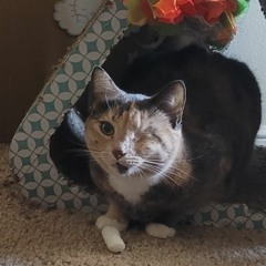 curiousnui
