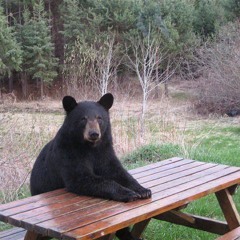 Bear.pdf