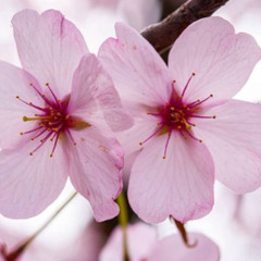 sakura ame