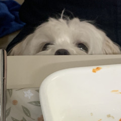 학부모