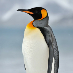 Pingvis