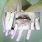 fǔgo