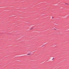 Soft Tissue 001