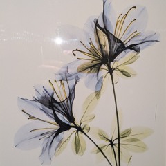 Julie Eyre
