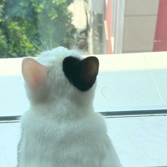 mayongshixt