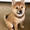 foxrtwgamer