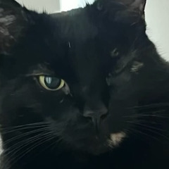 QO