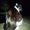 ｍｅｏｗ