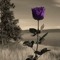 VIRO