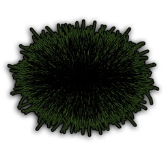 Saprolegnia